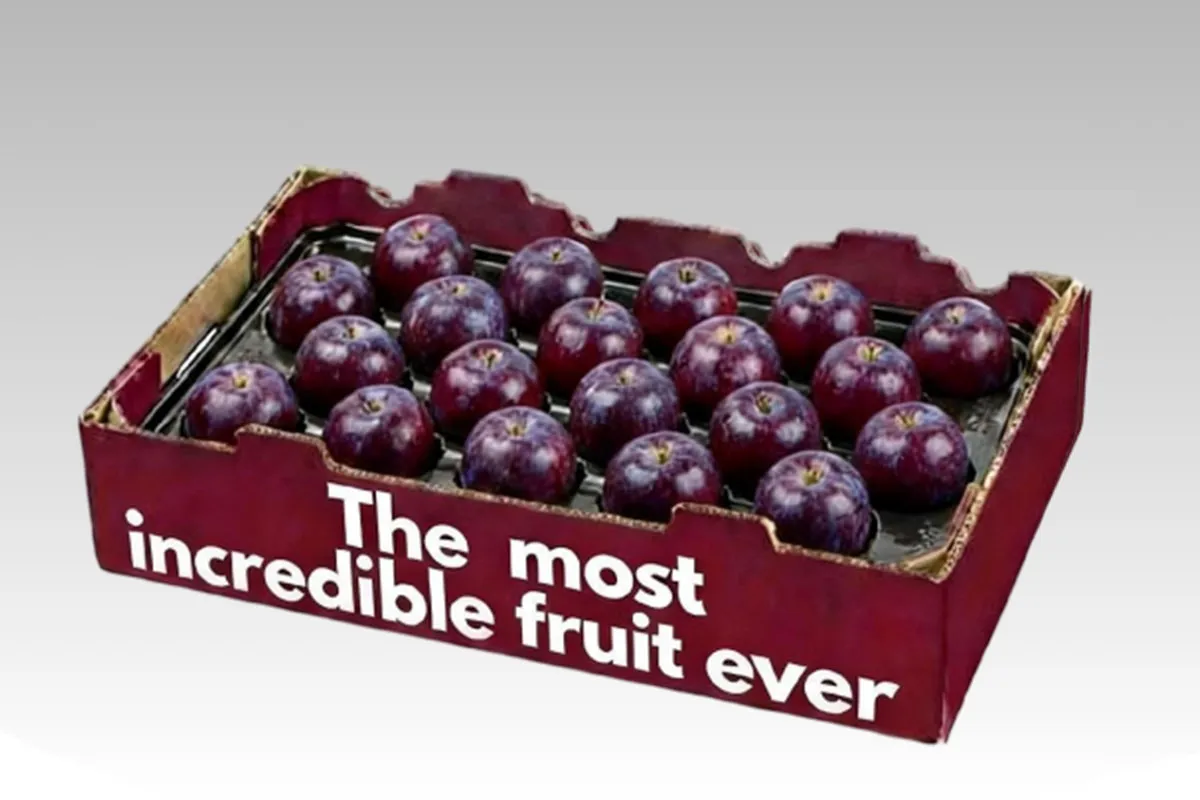 Classical PET Fruit Tray (with Plums)
